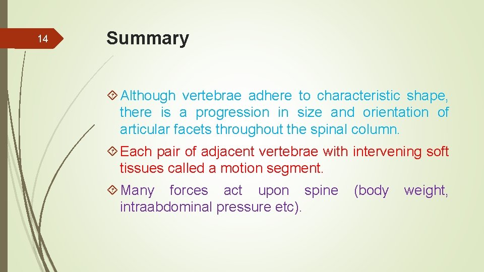 14 Summary Although vertebrae adhere to characteristic shape, there is a progression in size