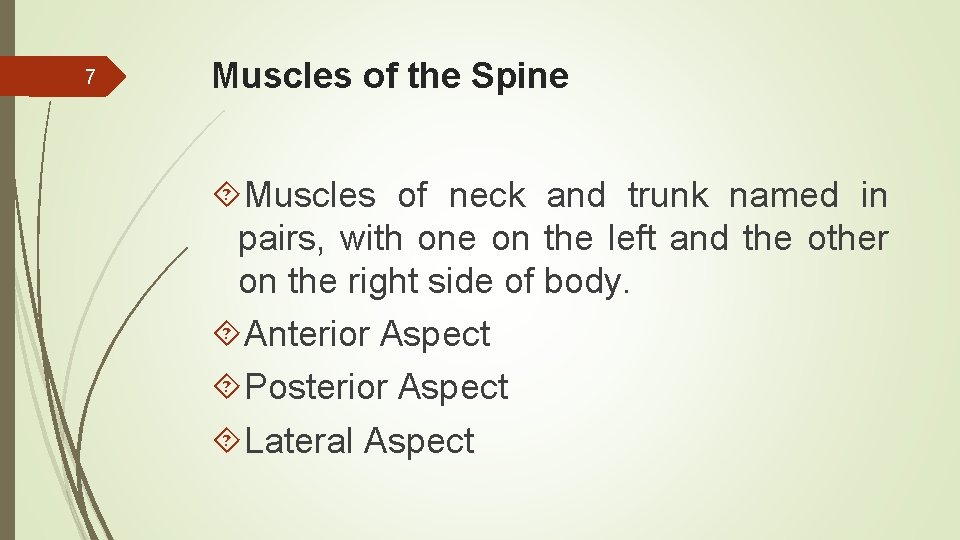 7 Muscles of the Spine Muscles of neck and trunk named in pairs, with