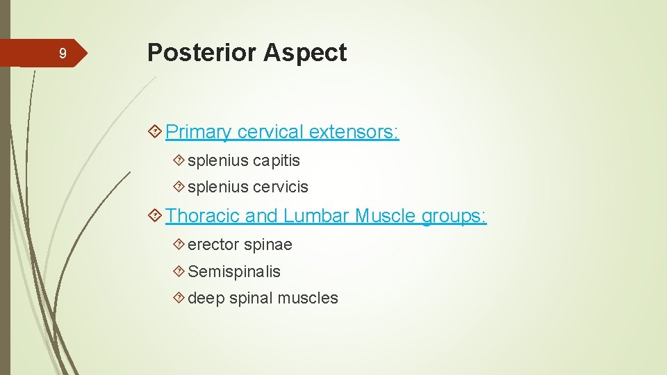 9 Posterior Aspect Primary cervical extensors: splenius capitis splenius cervicis Thoracic and Lumbar Muscle