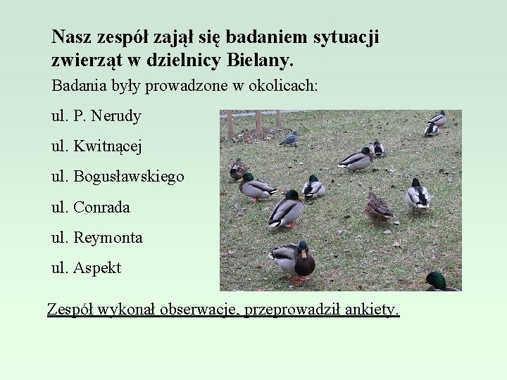 Nasz zespół zajął się badaniem sytuacji zwierząt w dzielnicy Bielany. Badania były prowadzone w