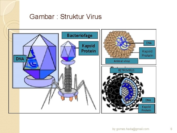 Gambar : Struktur Virus Bacteriofage DNA Kapsid Protein Animal virus RETROVIRUS DNA Kapsid Protein