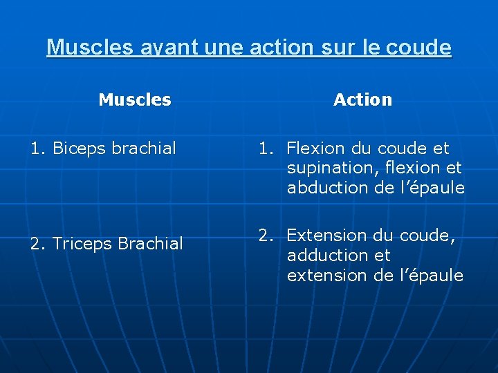 Muscles ayant une action sur le coude Muscles Action 1. Biceps brachial 1. Flexion