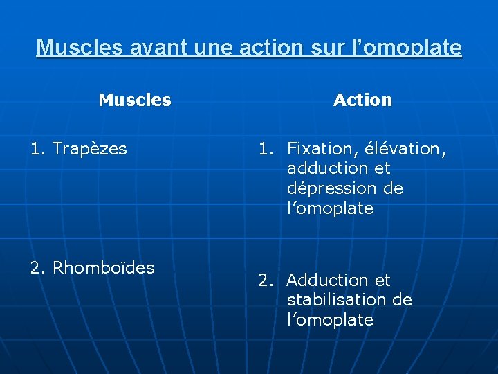 Muscles ayant une action sur l’omoplate Muscles 1. Trapèzes 2. Rhomboïdes Action 1. Fixation,