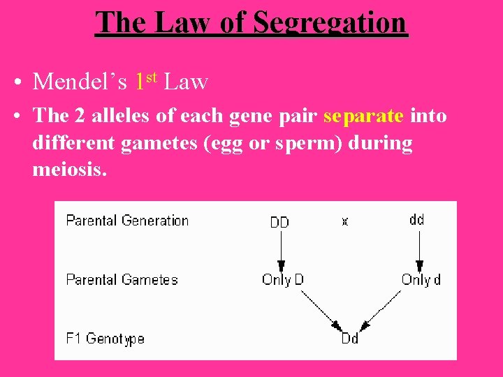 The Law of Segregation • Mendel’s 1 st Law • The 2 alleles of