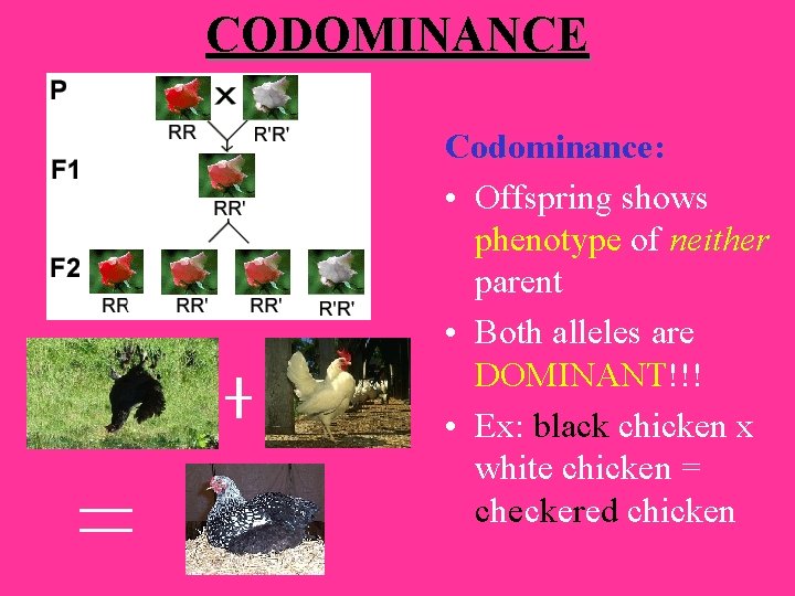 CODOMINANCE Codominance: • Offspring shows phenotype of neither parent • Both alleles are DOMINANT!!!