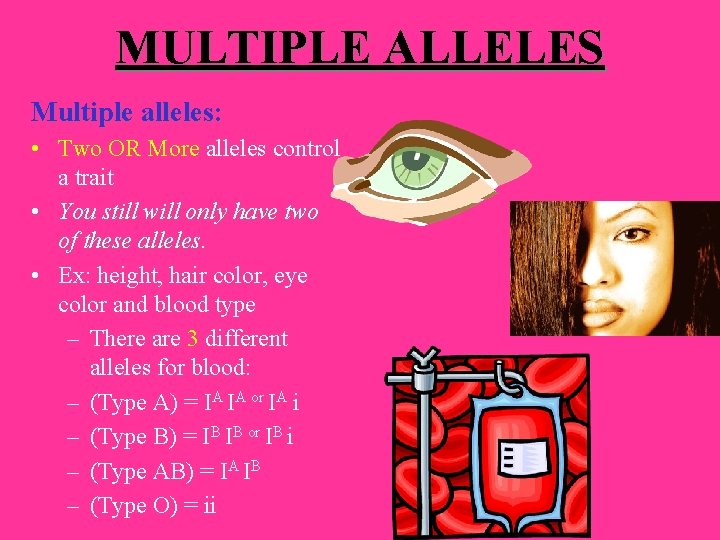 MULTIPLE ALLELES Multiple alleles: • Two OR More alleles control a trait • You