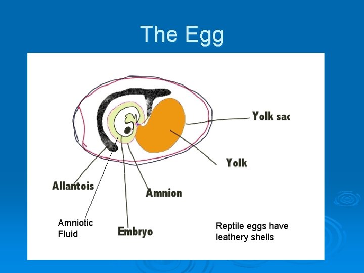 The Egg Amniotic Fluid Reptile eggs have leathery shells 