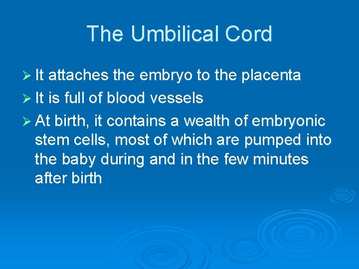 The Umbilical Cord Ø It attaches the embryo to the placenta Ø It is