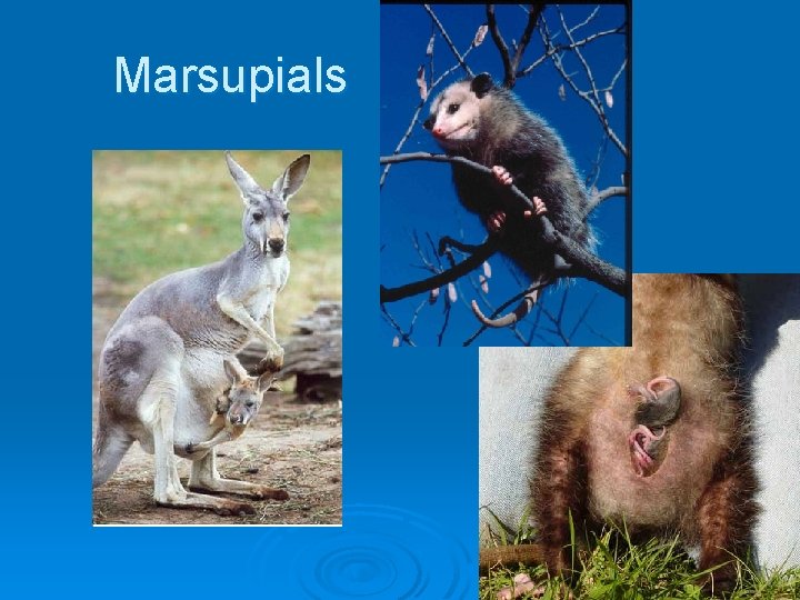 Marsupials 