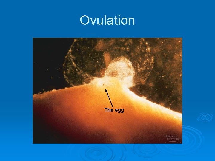 Ovulation The egg 