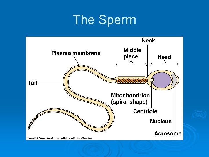 The Sperm 