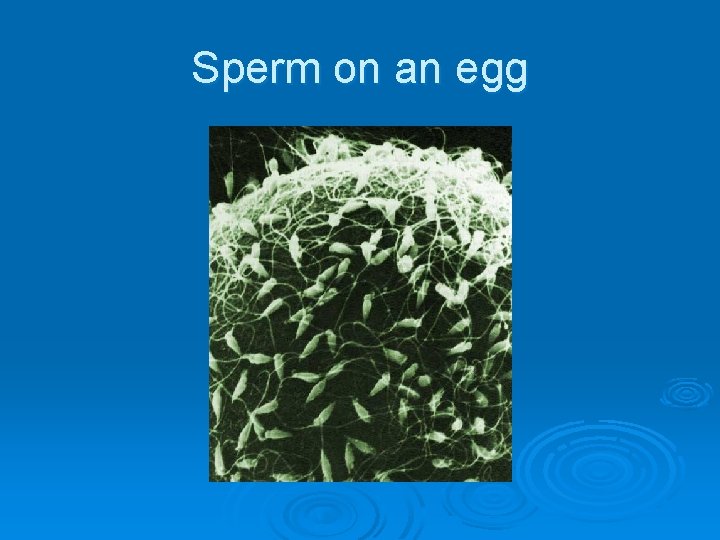 Sperm on an egg 