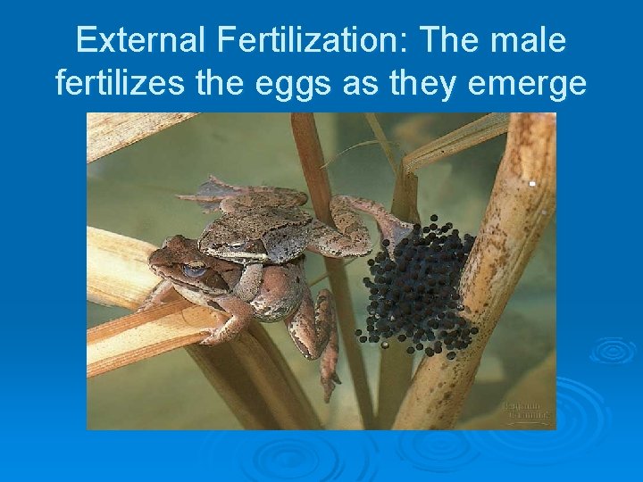 External Fertilization: The male fertilizes the eggs as they emerge 