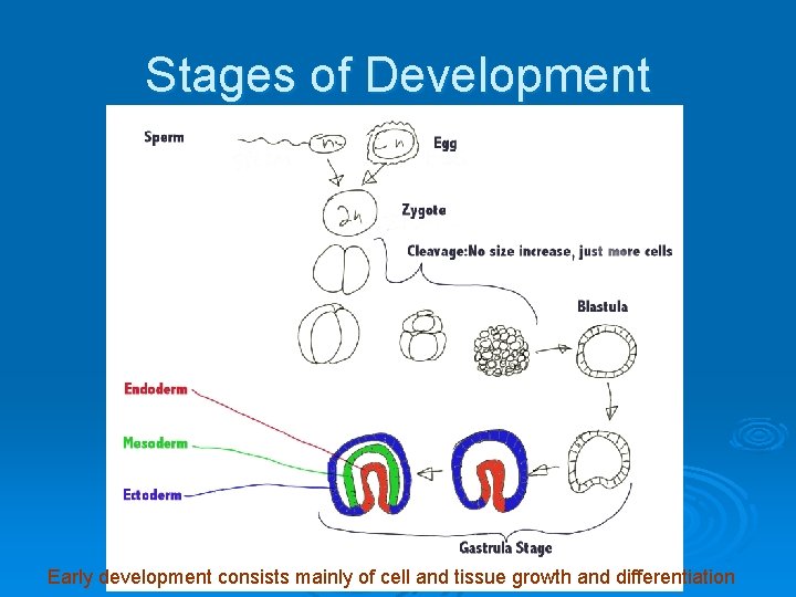 Stages of Development Early development consists mainly of cell and tissue growth and differentiation
