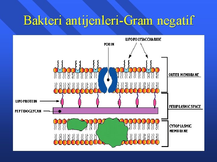 Bakteri antijenleri-Gram negatif 