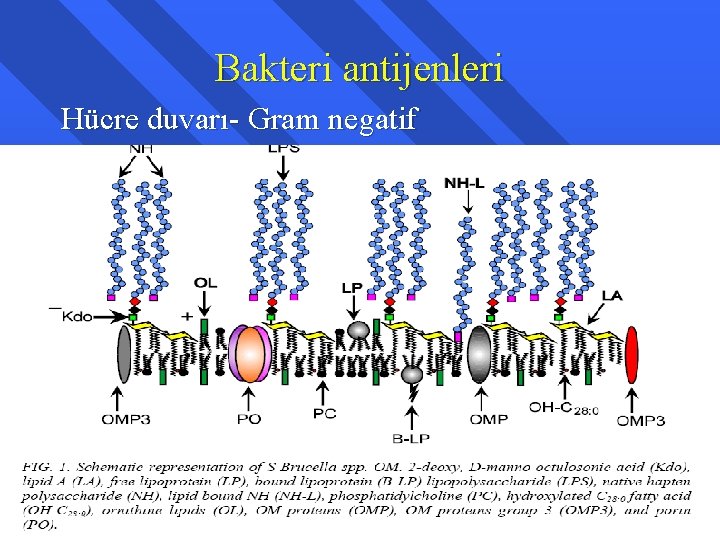 Bakteri antijenleri Hücre duvarı- Gram negatif 