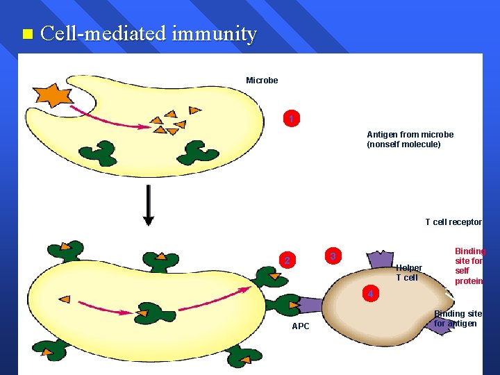 n Cell-mediated immunity Microbe Macrophage (will become APC) 1 Antigen from microbe (nonself molecule)