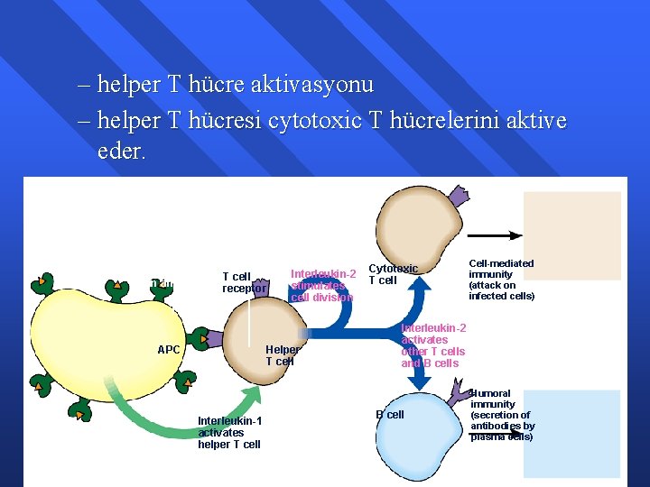 – helper T hücre aktivasyonu – helper T hücresi cytotoxic T hücrelerini aktive eder.