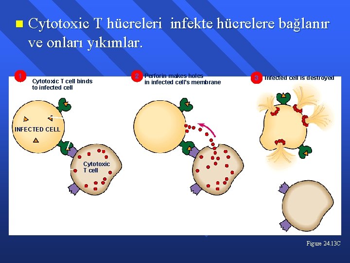 n 1 Cytotoxic T hücreleri infekte hücrelere bağlanır ve onları yıkımlar. Cytotoxic T cell