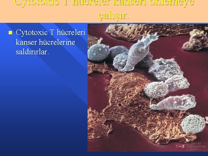 Cytotoxic T hücreler kanseri önlemeye çalışır. n Cytotoxic T hücreleri kanser hücrelerine saldırırlar. Figure