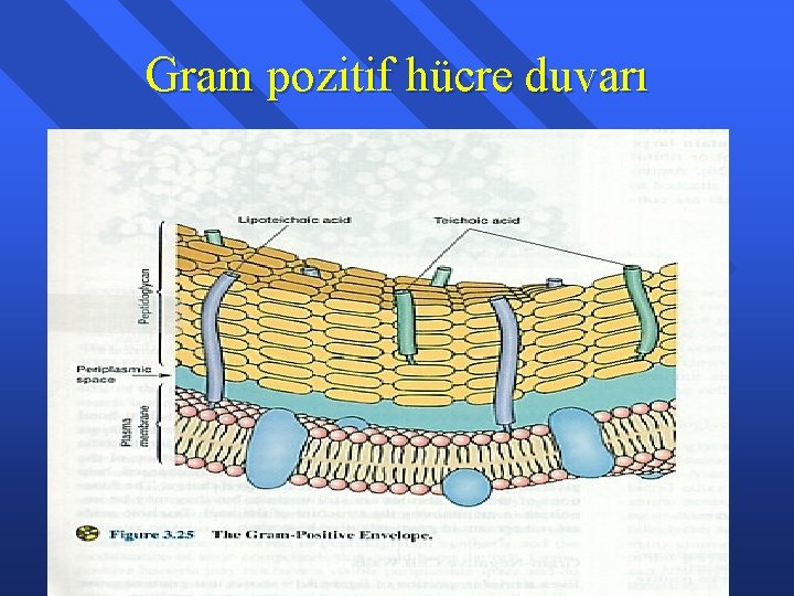 Gram pozitif hücre duvarı 