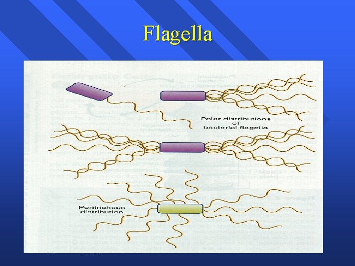 Flagella 
