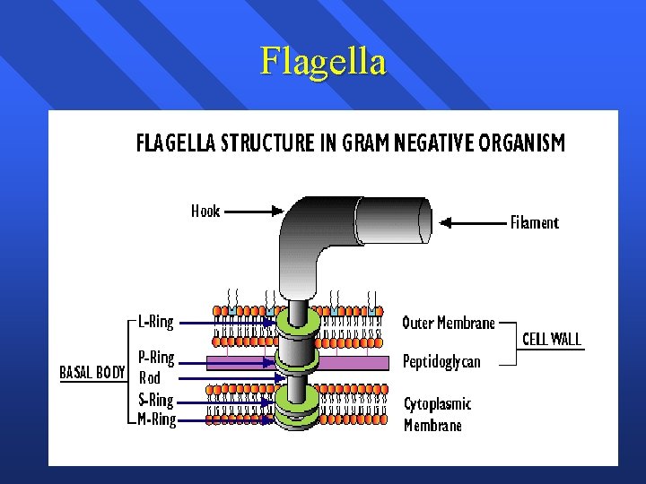 Flagella 