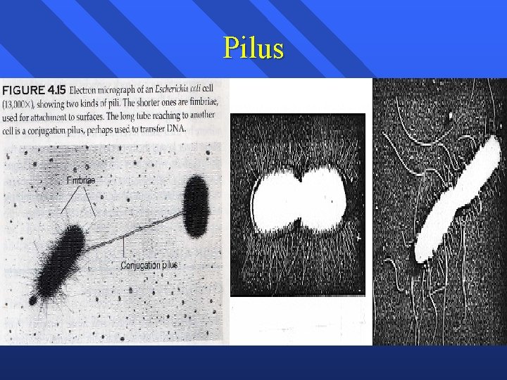 Pilus 