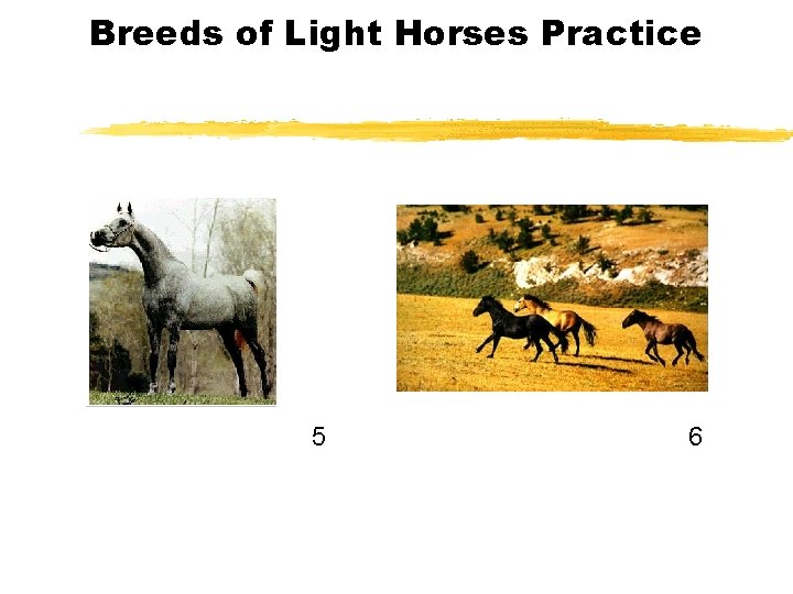 Breeds of Light Horses Practice 5 6 