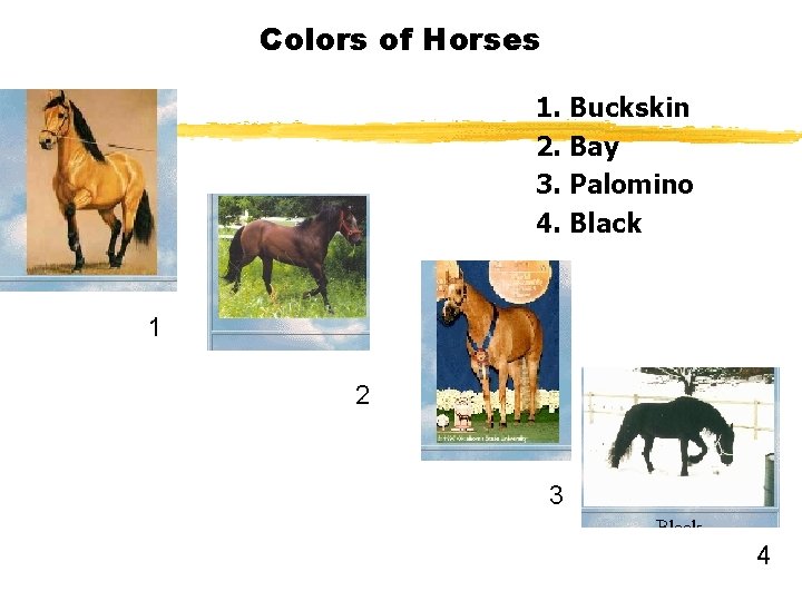 Colors of Horses 1. Buckskin 2. Bay 3. Palomino 4. Black 1 2 3