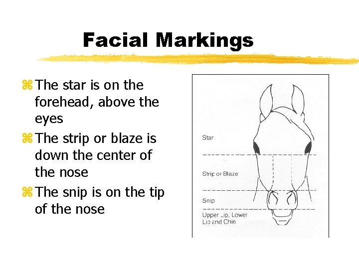 Facial Markings z The star is on the forehead, above the eyes z The