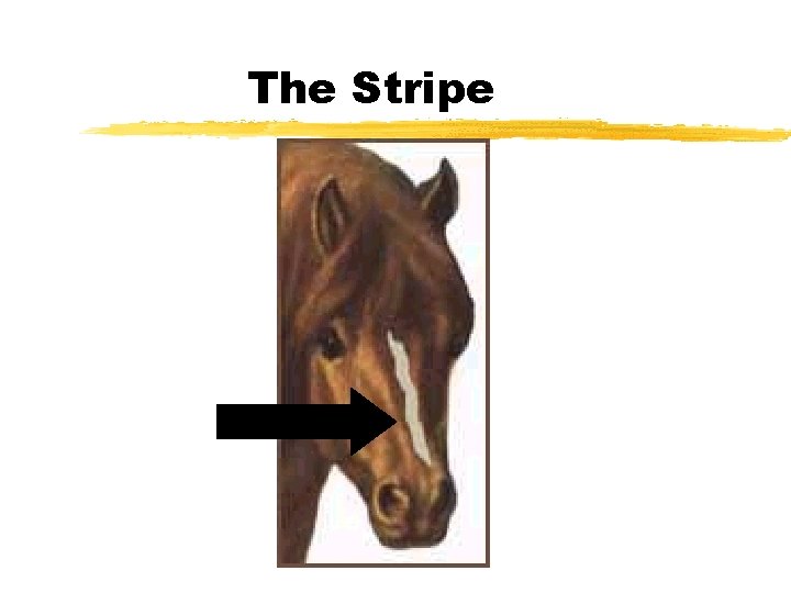The Stripe 