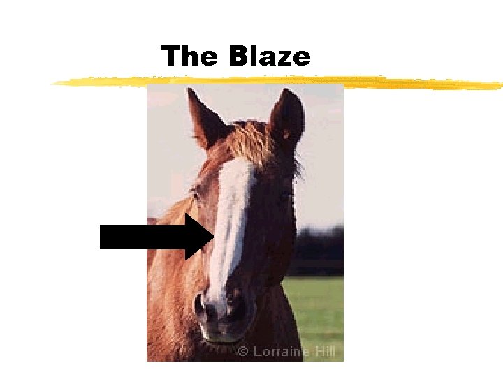 The Blaze 