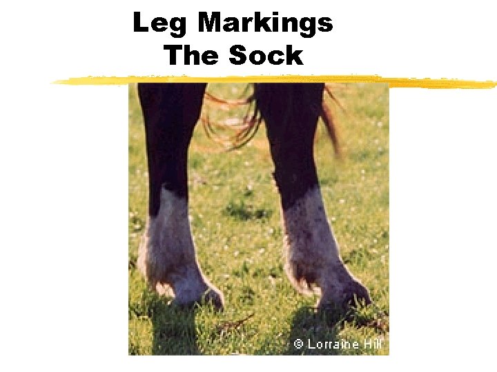 Leg Markings The Sock 