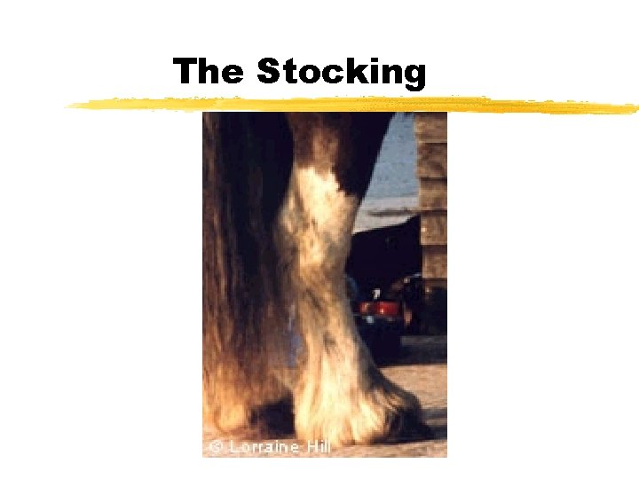 The Stocking 