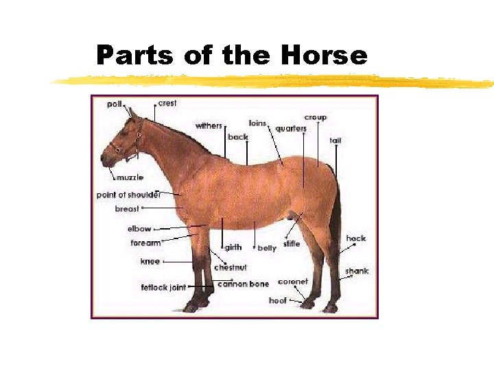 Parts of the Horse 