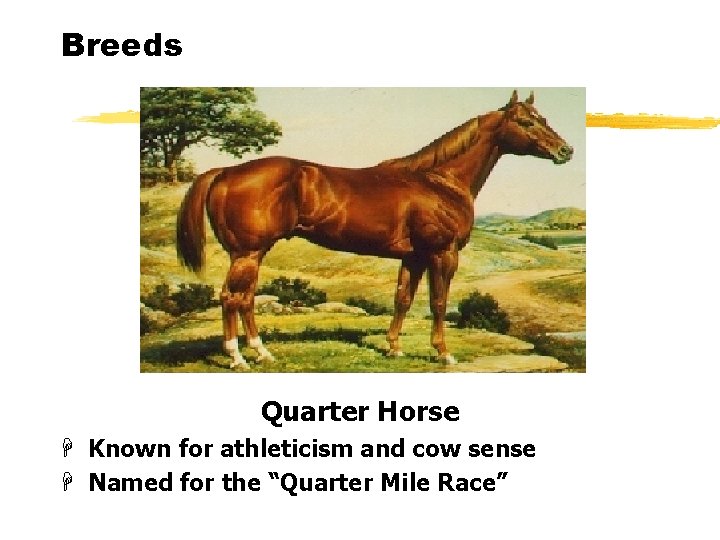 Breeds Quarter Horse H Known for athleticism and cow sense H Named for the