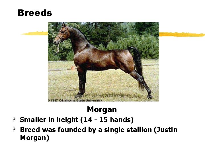 Breeds Morgan H Smaller in height (14 - 15 hands) H Breed was founded