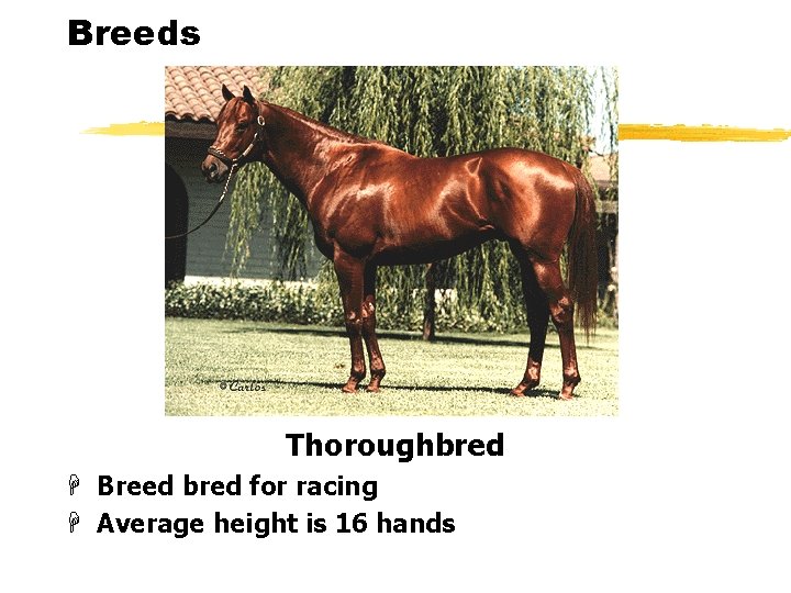 Breeds Thoroughbred H Breed bred for racing H Average height is 16 hands 