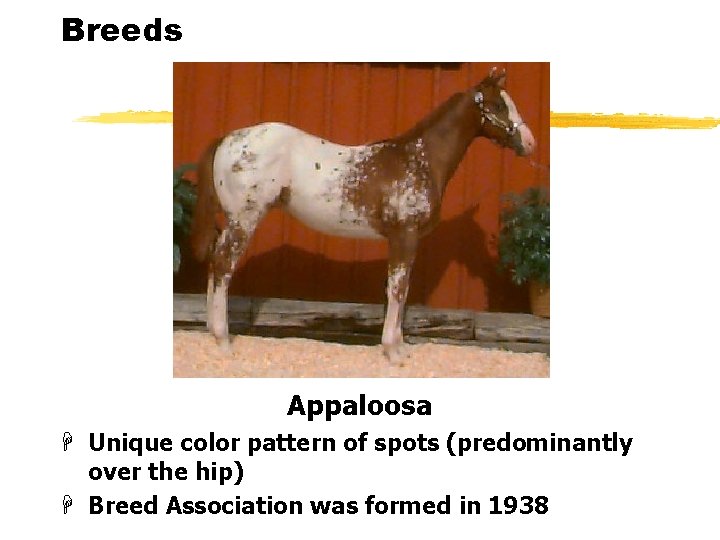 Breeds Appaloosa H Unique color pattern of spots (predominantly over the hip) H Breed