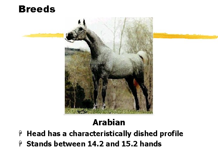 Breeds Arabian H Head has a characteristically dished profile H Stands between 14. 2