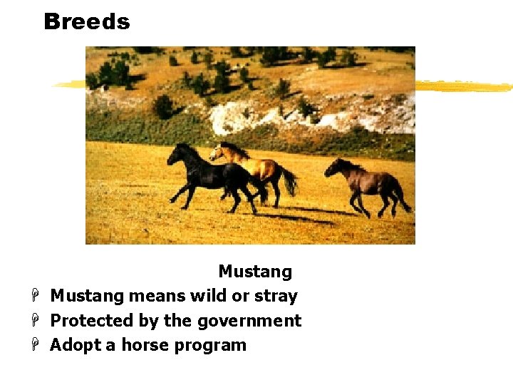 Breeds Mustang H Mustang means wild or stray H Protected by the government H