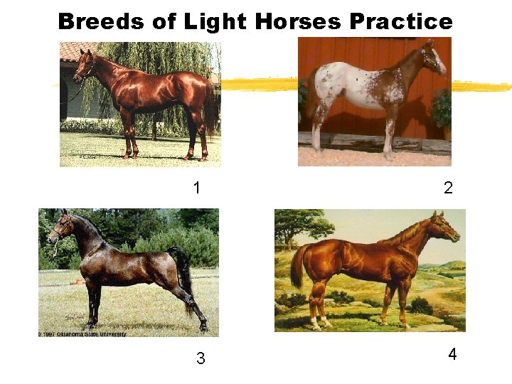 Breeds of Light Horses Practice 1 2 3 4 