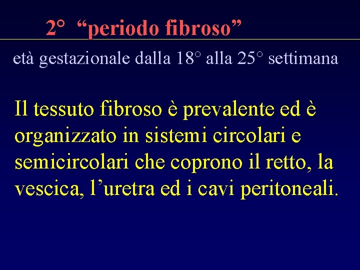 2° “periodo fibroso” età gestazionale dalla 18° alla 25° settimana Il tessuto fibroso è