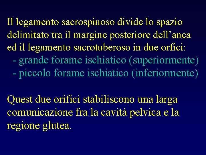 Il legamento sacrospinoso divide lo spazio delimitato tra il margine posteriore dell’anca ed il