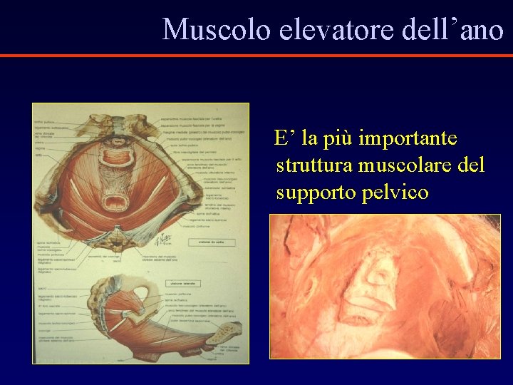 Muscolo elevatore dell’ano E’ la più importante struttura muscolare del supporto pelvico 