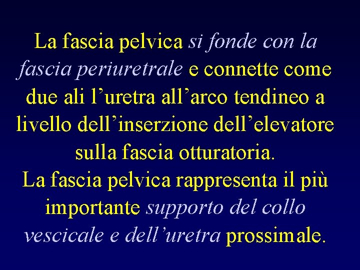 La fascia pelvica si fonde con la fascia periuretrale e connette come due ali