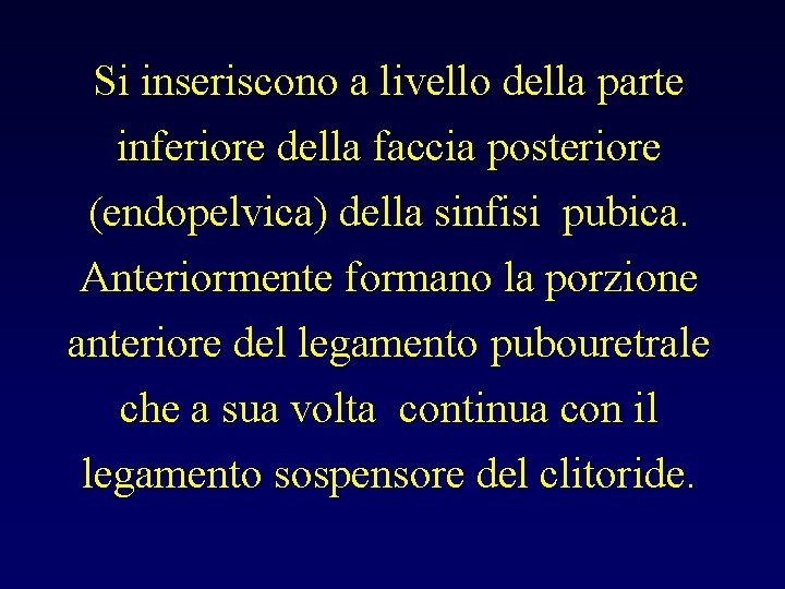 Si inseriscono a livello della parte inferiore della faccia posteriore (endopelvica) della sinfisi pubica.