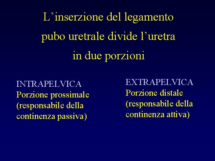 L’inserzione del legamento pubo uretrale divide l’uretra in due porzioni INTRAPELVICA Porzione prossimale (responsabile