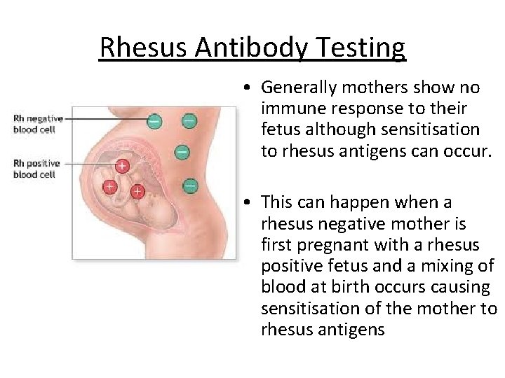 Rhesus Antibody Testing • Generally mothers show no immune response to their fetus although